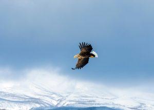 aigle royal volant au dessus d'un paysage enneigé