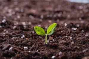 jeune pousse d'une plante illustrant l'évolution du métier de chargé de communication